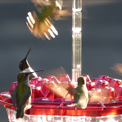 HomeDecorAndMore LLC Mary's Hummingbird Feeder: Attractive, Easy to Clean, And Decorative Garden Accessory With Large Capacity Mary's Hummingbird Feeder: Attractive, Easy to Clean, And Decorative Garden Accessory With Large Capacity