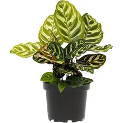 Calathea Makoyana d12