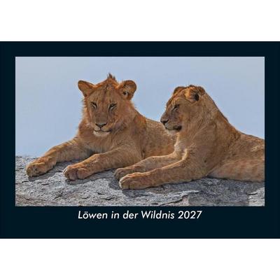 Löwen in der Wildnis 2027 Fotokalender DIN A5