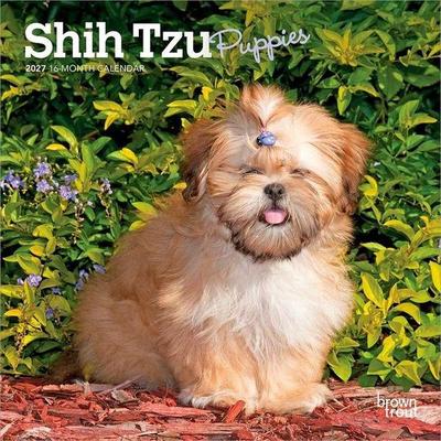 Shih Tzu Puppies 2027 7 X 14 Inch (Hanging) Monthly Mini Wall Calendar