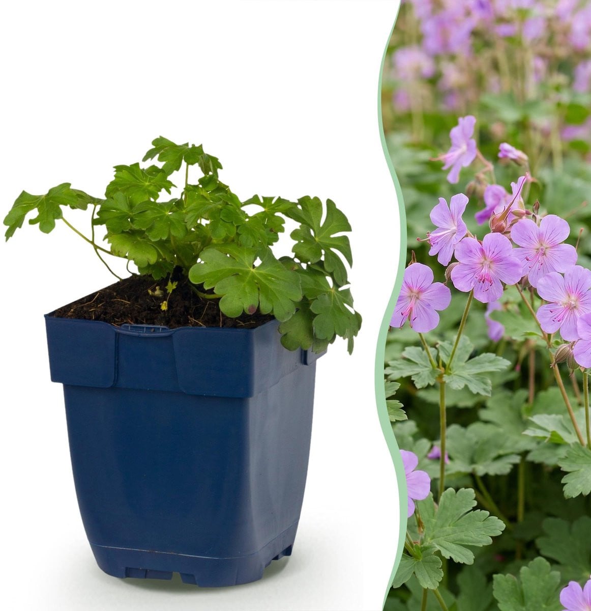 Green boutiQ Geranium Cambridge Ooievaarsbek Licht Roze - 1 Plant - Pot 11cm - Hoogte 15-25cm