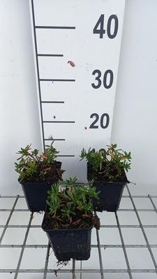 6x Iberis sempervirens Appen Etz Slijpfluitbloem pot van 9 x 9 cm van GRDplanten