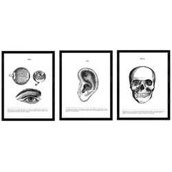 POSTER Set Mit 3 Anatomie Kopfbereich A3 Rahmenlos