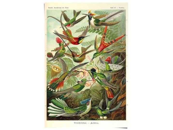 REINDERS Poster, Ernst Haeckel - Beautiful Birds, Wohnzimmer, Poster, Wanddeko, Room Decor, Bilderdruckpapier, Mehrfarbig, 91,5 x 61