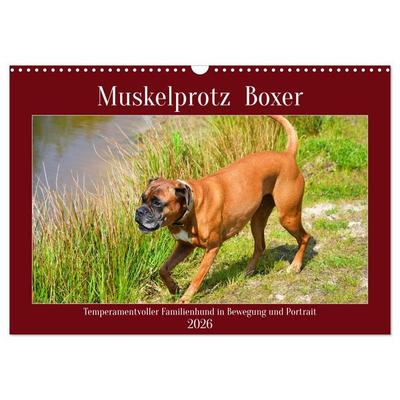 Muskelprotz Boxer (Wandkalender 2026 DIN A3 quer), CALVENDO Monatskalender