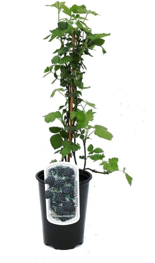 Pflanzen Beerenobst Brombeere 3 L Container