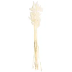Lagurus-Gras, gebleicht, 50–60 cm, 35–45 Stück