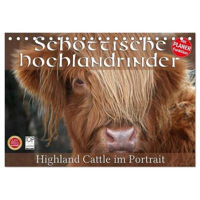 Schottische Hochlandrinder - Highland Cattle im Portrait (Tischkalender 2027 DIN A5 quer), CALVENDO Monatskalender