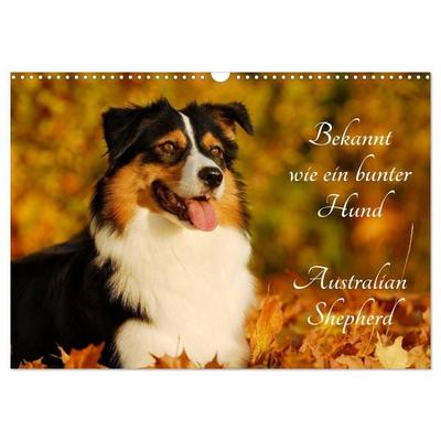 Bekannt wie ein bunter Hund. Australian Shepherd (Wandkalender 2027 DIN A3 quer), CALVENDO Monatskalender