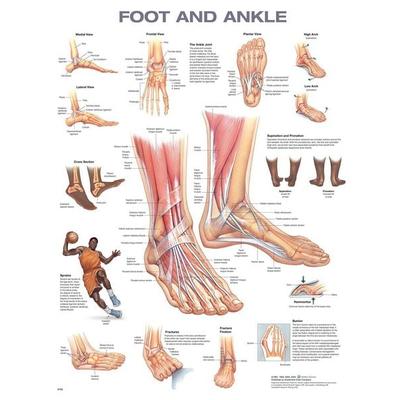 Foot and Ankle Anatomical Chart, von , Ingram Publishers Services, 978-1-975214-19-7