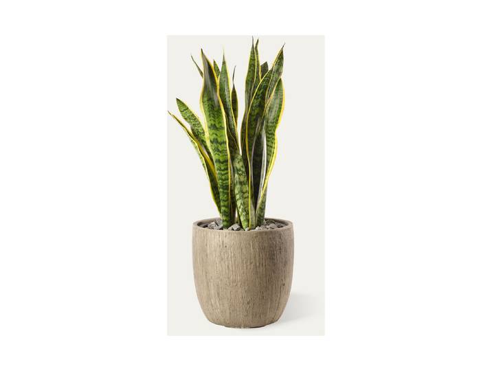 Premium Hydro Sansevieria ⌀ 30 cm