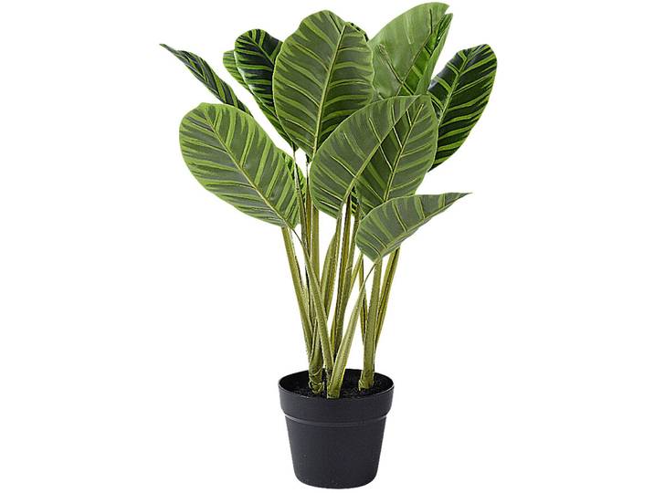 Kunstpflanze Calathea Zebrina H78cm grün - Material: Kunststoff