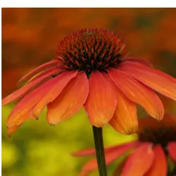 Purpur-Sonnenhut – Echinacea purpurea 'Skipper Orange'