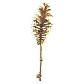 Künstlicher Kieferzapfen Gold 64cm (33337487)