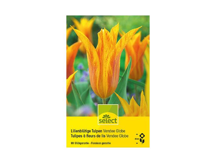 Select Lilienblütige Tulpen Vende Globe