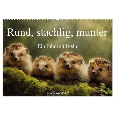 Rund, stachlig, munter - Ein Jahr mit Igeln (Wandkalender 2026 DIN A2 quer), CALVENDO Monatskalender