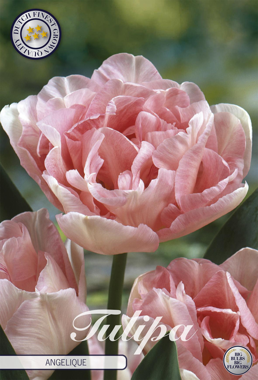 Sam van Schooten Tulpenbollen Angelique (7 stuks)
