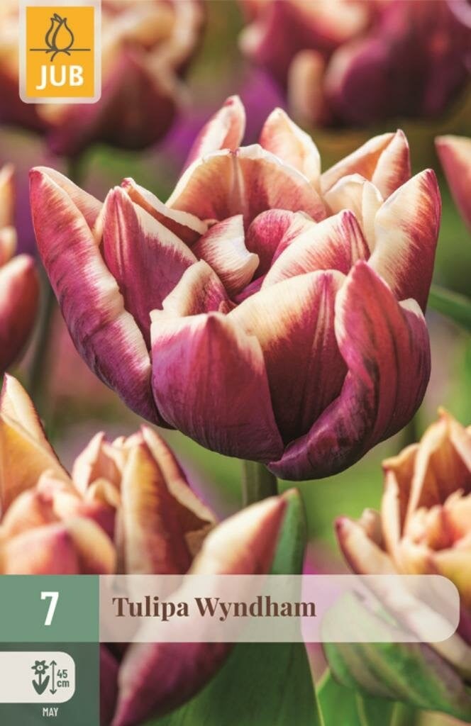 Jub Tulp Wyndham 7 bollen
