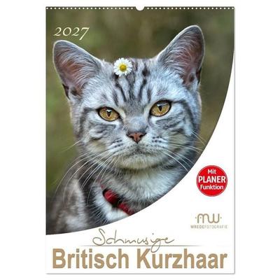 Schmusige Britisch Kurzhaar (Wandkalender 2027 DIN A2 hoch), CALVENDO Monatskalender