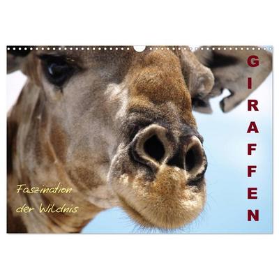 Giraffen – Faszination der Wildnis (Wandkalender 2026 DIN A3 quer), CALVENDO Monatskalender
