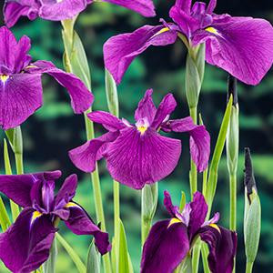 FloraSelf Moerings Iris kaempferi Japanse Iris in 18 cm mand