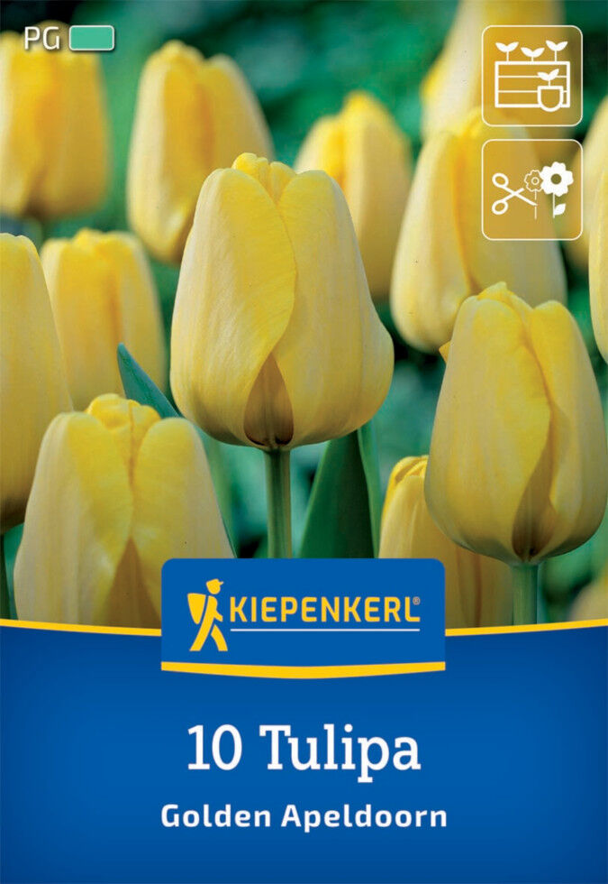 Kiepenkerl Herbstblumenzwiebel Darwin-Hybrid-Tulpe Golden Apeldoorn 10 Pflanzen