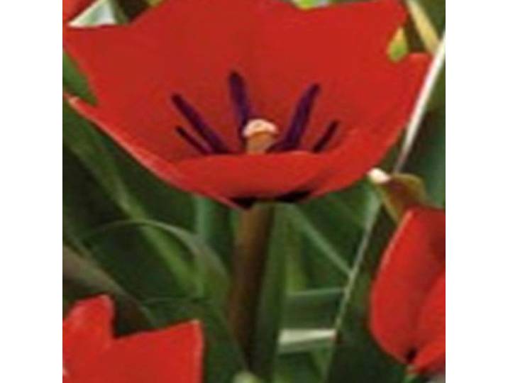 JUB - Tulipa Red Hunter