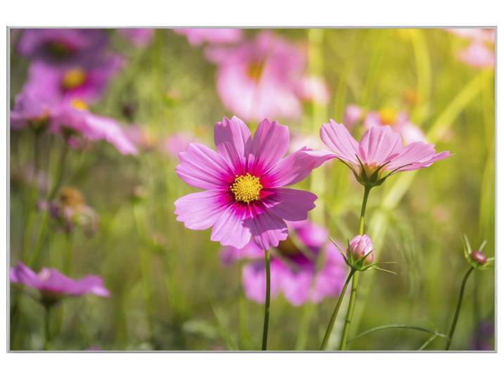 Bild mit Rahmen Zarte Rosa Blüten 1 image LAND