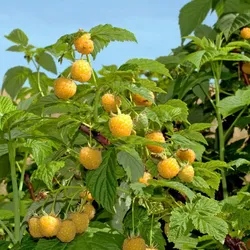 Gelbe Himbeere – Rubus idaeus 'Golden Queen'
