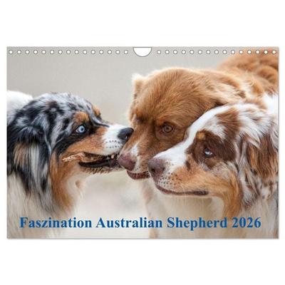 Australian Shepherd 2026 (Wandkalender 2026 DIN A4 quer), CALVENDO Monatskalender