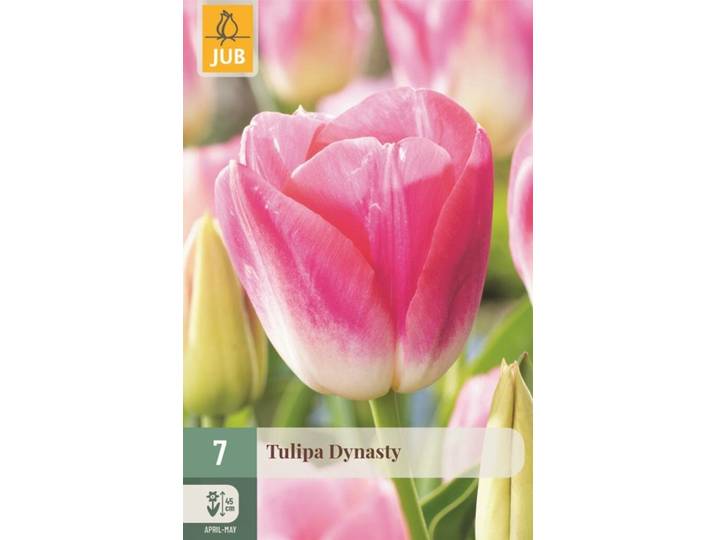 Tulp dynasty 7 bollen