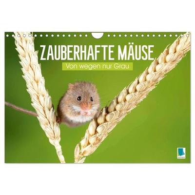 Zauberhafte Mäuse: Von wegen nur Grau (Wandkalender 2026 DIN A4 quer), CALVENDO Monatskalender