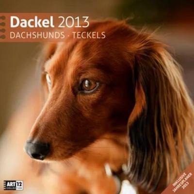 Dackel 2013