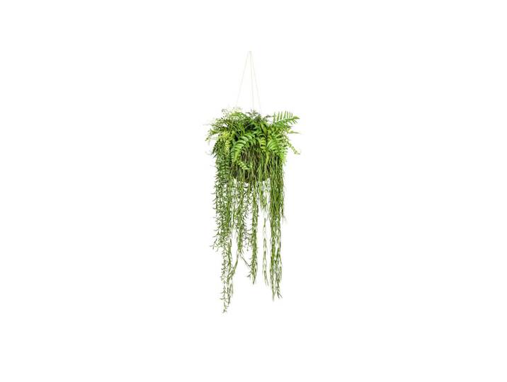 Kunstpflanze, Grün, Kunststoff, 40 cm, inklusive Aufhängung, Dekoration, Blumen & Blumentöpfe, Kunstpflanzen