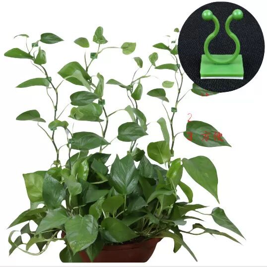 INF Pack de 10 petites pinces à vigne pour plantes, pinces à vigne murales adhésives L