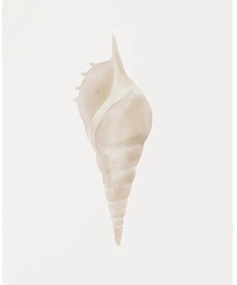 Inspired Living Ocean Breeze Coastal Wall Art Set Watercolor Seashell & Starfish Prints 40x50cm No Frame 2