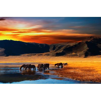 Fototapete PAPERMOON "Mongolian Horses", bunt, B:5m L:2,8m, Vlies, Tapeten