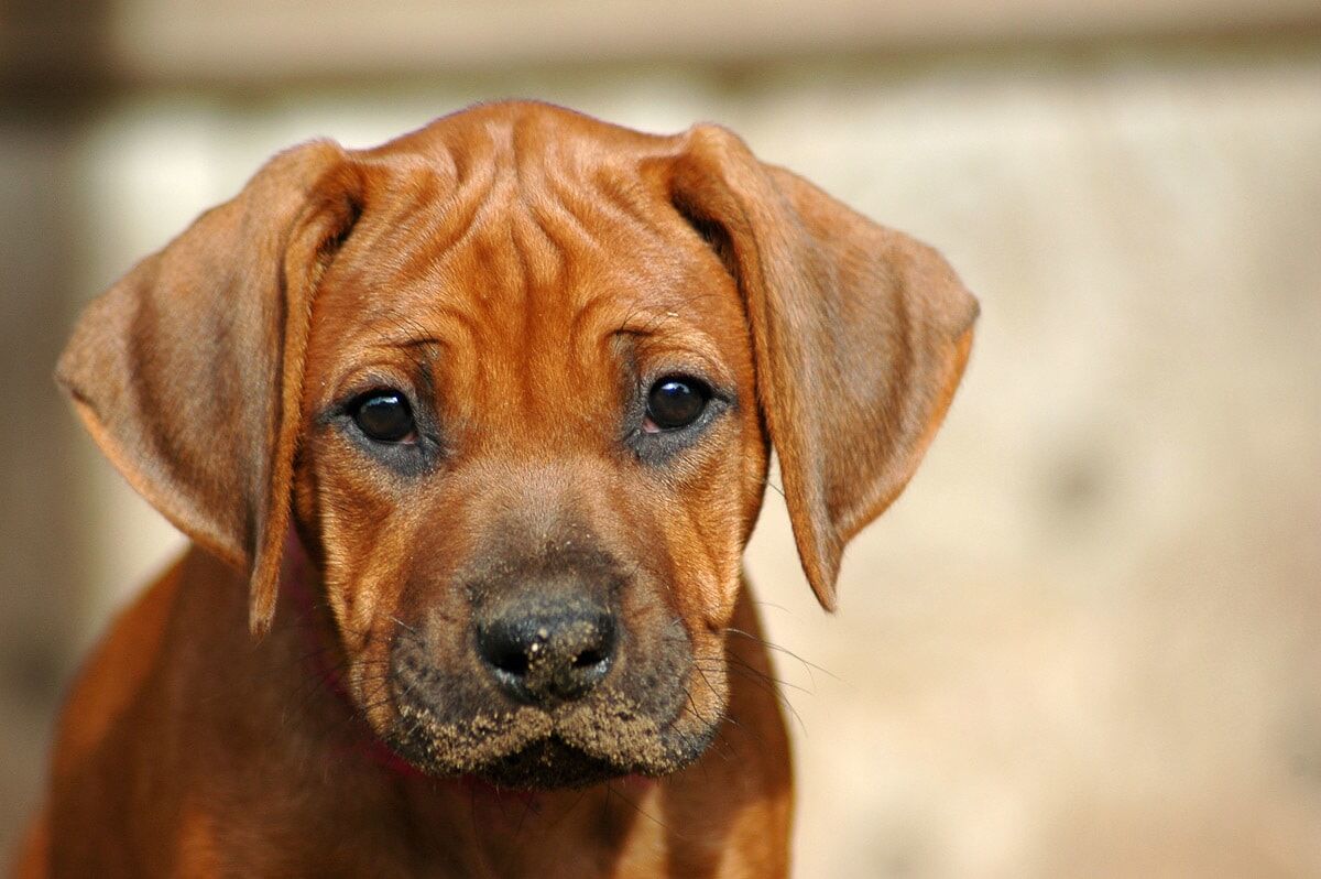 Fototapete PAPERMOON "Rhodesian Ridgeback Welpe", bunt, B:2,5m L:1,9m, Vlies, Tapeten, Fototapete bunt B/L: 2,5m x 1,9m, Rollen: 1