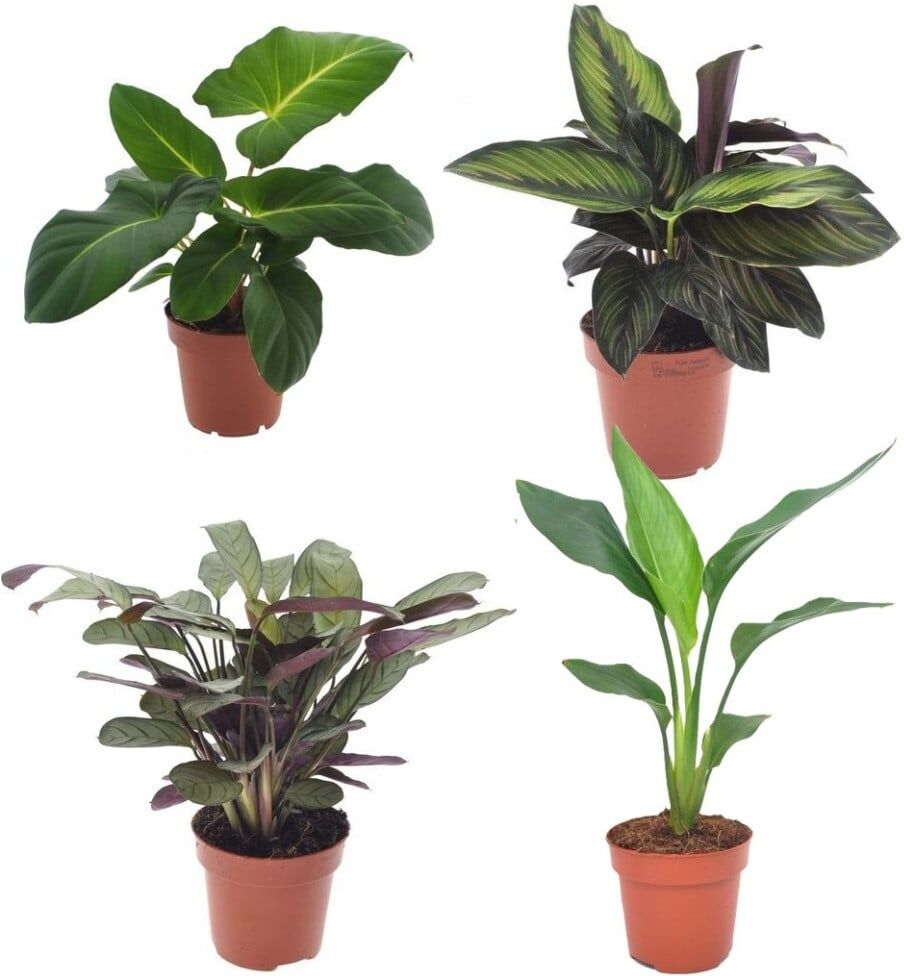 Zimmerpflanzen-Set im 12 cm Topf mit Adelonema, Korbmarante, Gebetspflanze & Baumstrelitzie