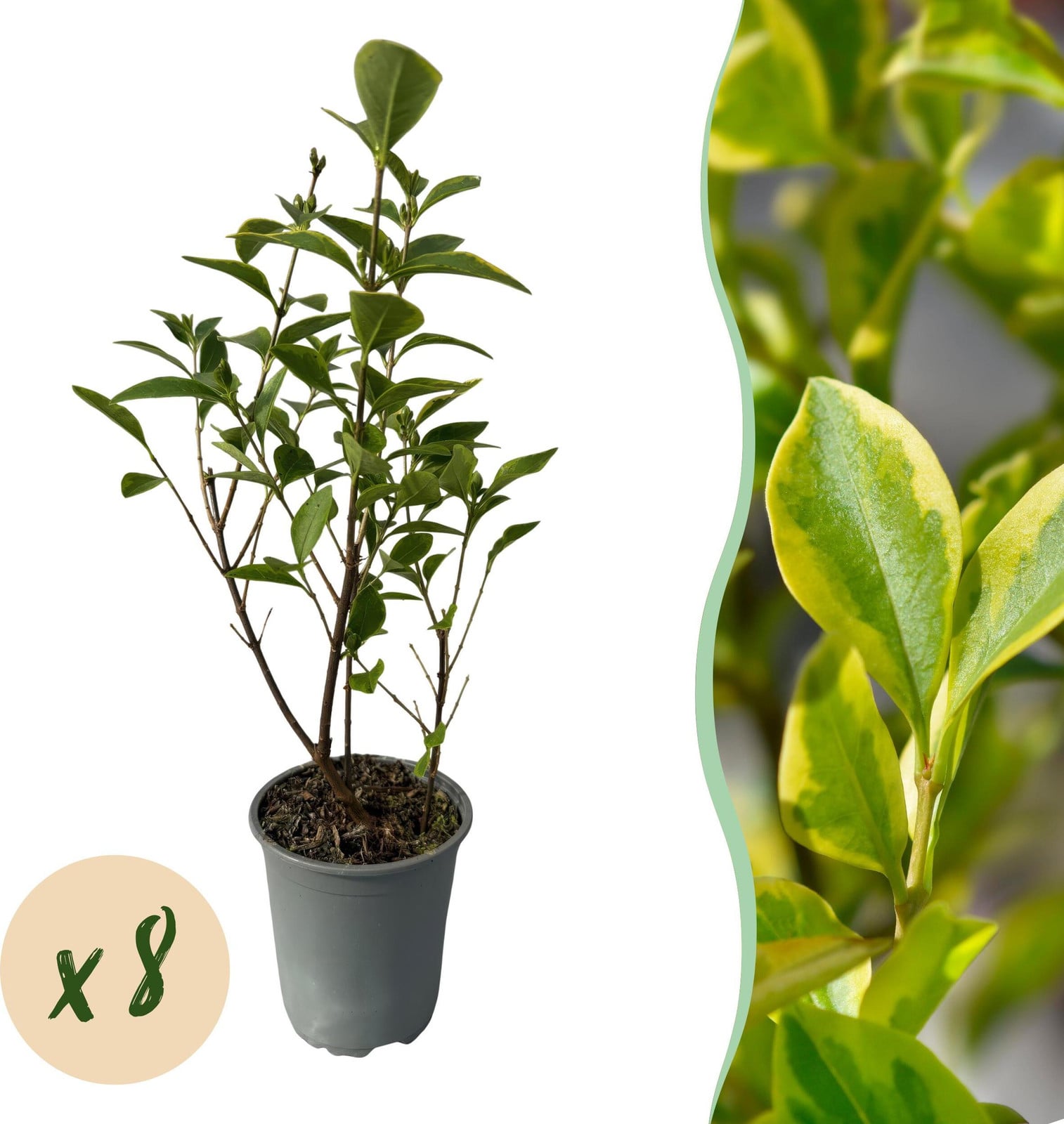 8x Ligustrum ovalifolium Aureum Bontbladige Liguster Groenblijvend 30-40cm Ø10cm Pflanzenboutique