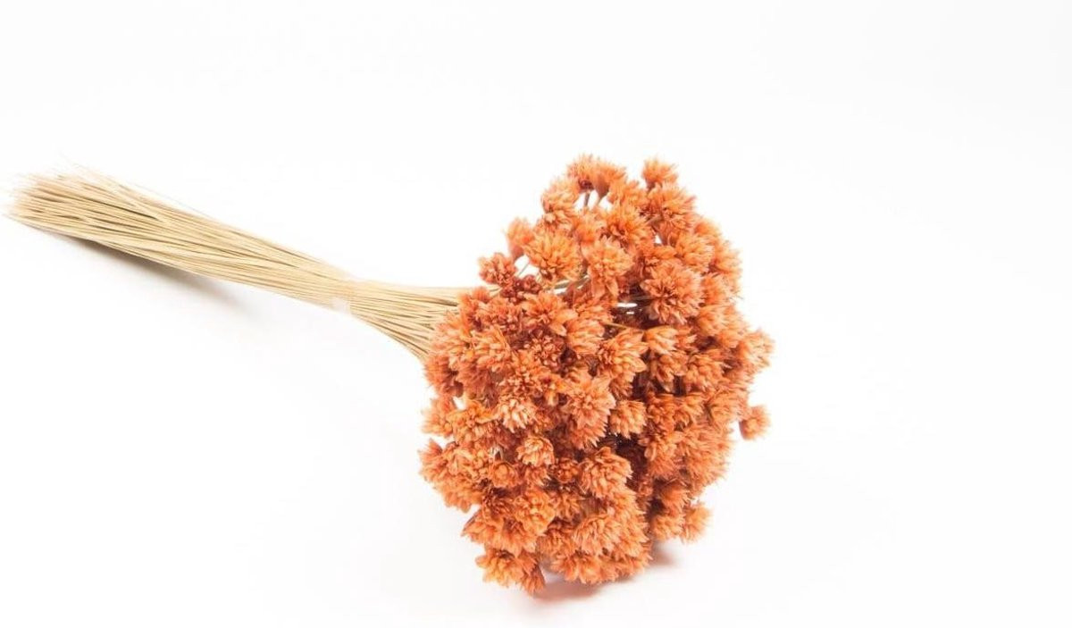 Gedroogd Bloemenboeket Braziliaanse Heuvelbloem - Oranje - 60 cm
