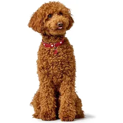 Hunter Halsband Love für Hunde 42 (42, Hund, Spazieren), Halsband + Leine