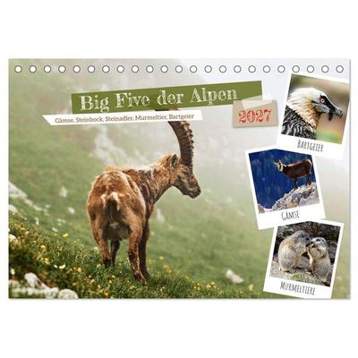 Big Five der Alpen Gämse, Steinbock, Murmeltier, Steinadler, Bartgeier (Tischkalender 2027 DIN A5 quer), CALVENDO Monatskalender