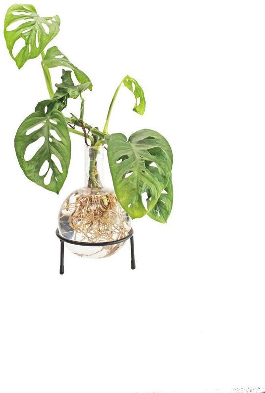 Winkee - Hydro Vase Flora