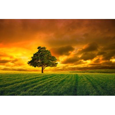Fototapete PAPERMOON "Baum in Feld", bunt, B:3,5m L:2,6m, Vlies, Tapeten