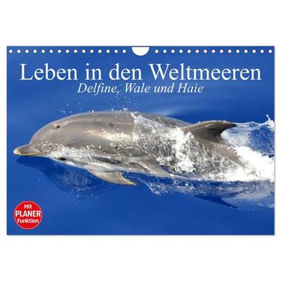Leben in den Weltmeeren. Delfine, Wale und Haie (Wandkalender 2026 DIN A4 quer), CALVENDO Monatskalender