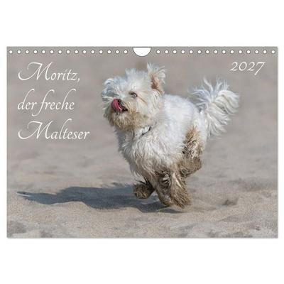 Moritz, der freche Malteser (Wandkalender 2027 DIN A4 quer), CALVENDO Monatskalender