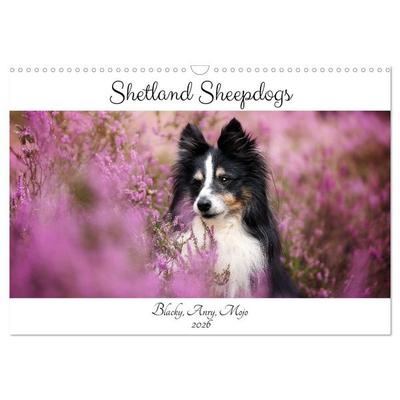 Shetland Sheepdogs Blacky, Anry, Mojo 2026 (Wandkalender 2026 DIN A3 quer), CALVENDO Monatskalender