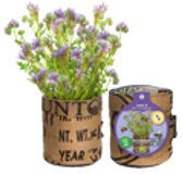 Baza Seeds Nützlingsblumen Ringelblume