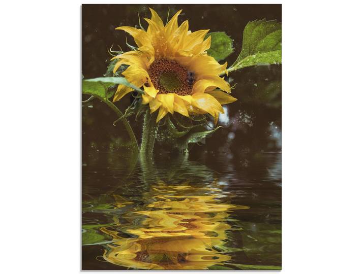 Glasbild ARTLAND Sonnenblume mit Wasserspiegelung , gelb (farbe bild(er): gelb), B:45cm H:60cm, Bilder, Glasbild, in verschiedenen Grössen